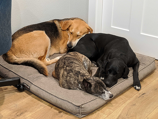 Work From Home Companions at Clear Capital