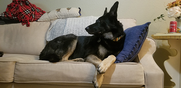 Work From Home Companions at Clear Capital