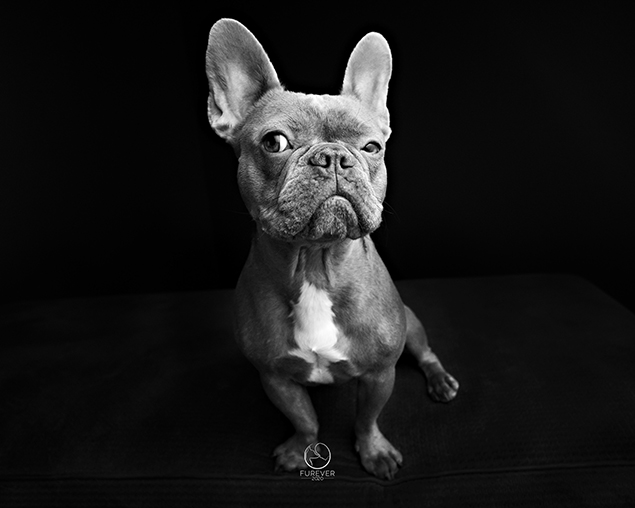 Work From Home Companions at Clear Capital