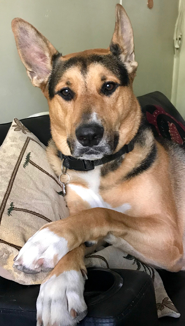 Work From Home Companions at Clear Capital
