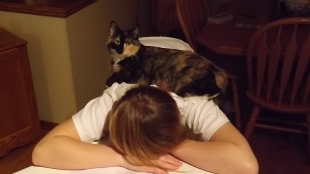 Work From Home Companions at Clear Capital