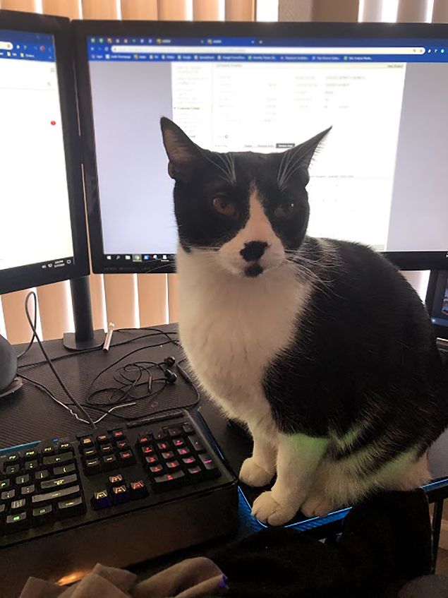 Work From Home Companions at Clear Capital