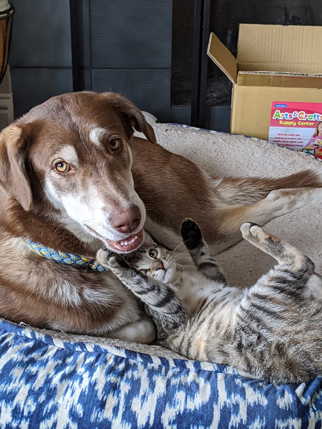 Work From Home Companions at Clear Capital