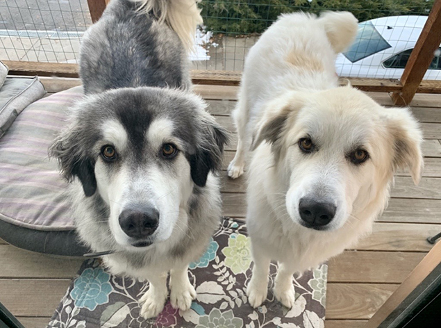 Work From Home Companions at Clear Capital