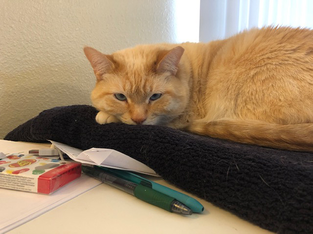 Work From Home Companions at Clear Capital