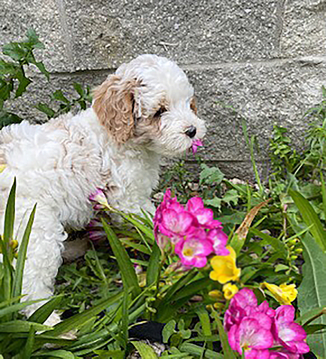 Work From Home Companions at Clear Capital