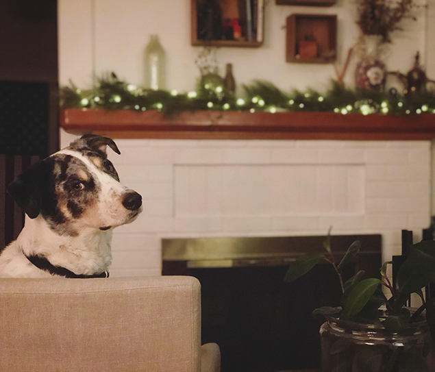 Work From Home Companions at Clear Capital
