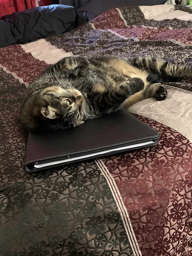 Work From Home Companions at Clear Capital
