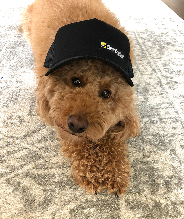 Work From Home Companions at Clear Capital