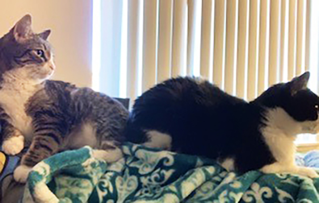 Work From Home Companions at Clear Capital