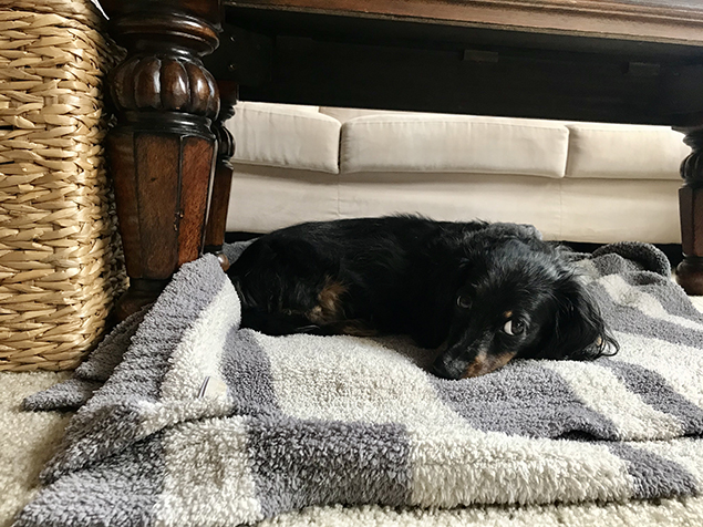 Work From Home Companions at Clear Capital