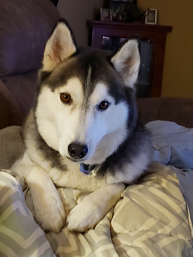 Work From Home Companions at Clear Capital