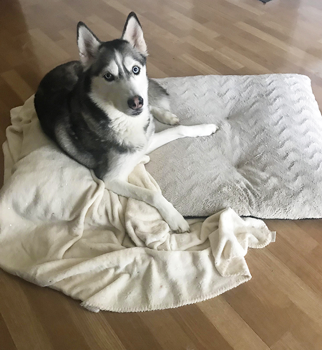 Work From Home Companions at Clear Capital