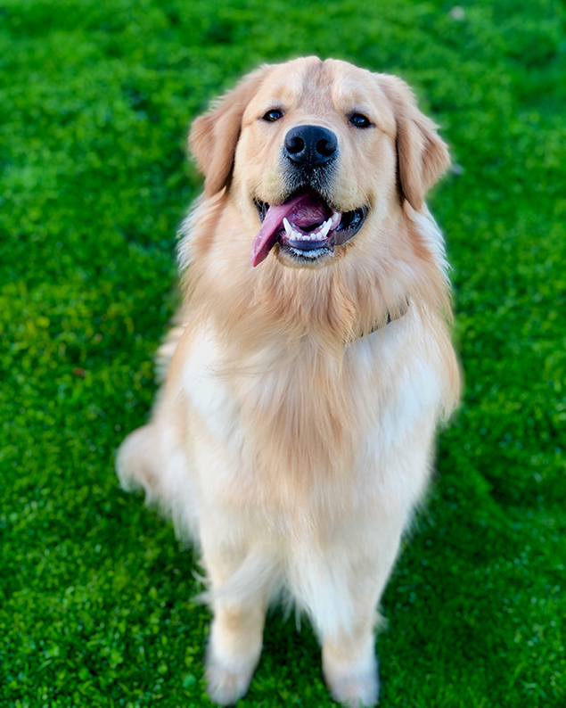 Work From Home Companions at Clear Capital