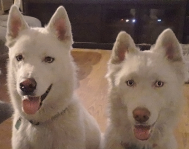 Work From Home Companions at Clear Capital