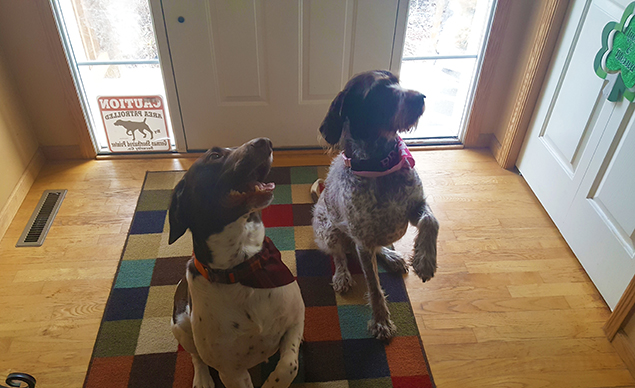 Work From Home Companions at Clear Capital
