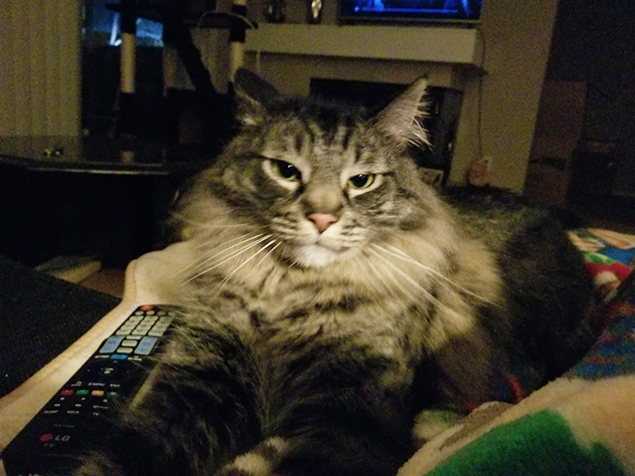 Work From Home Companions at Clear Capital