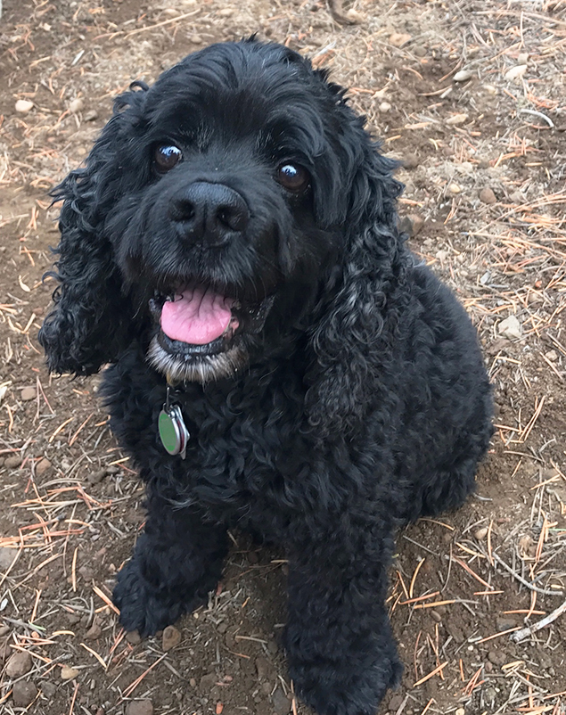 Work From Home Companions at Clear Capital