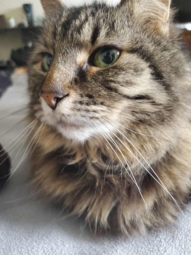 Work From Home Companions at Clear Capital