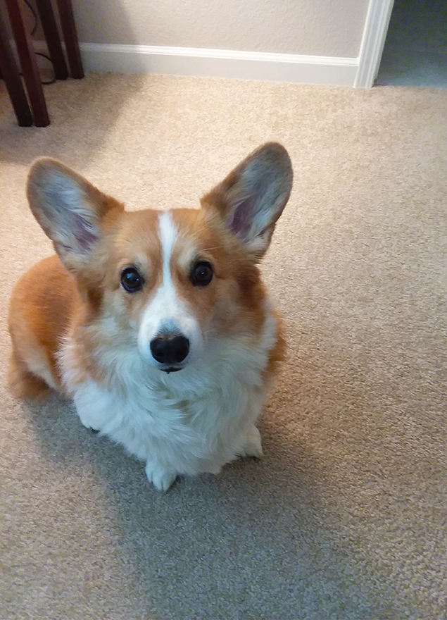 Work From Home Companions at Clear Capital